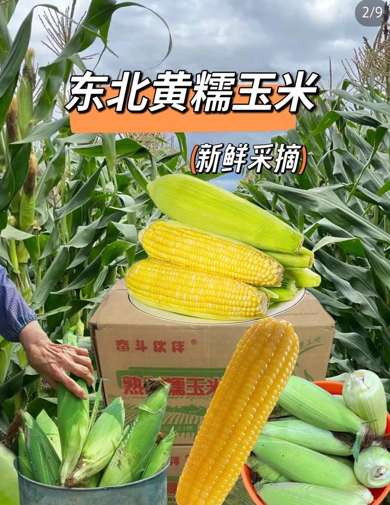东北玉米种植与成熟时间详解