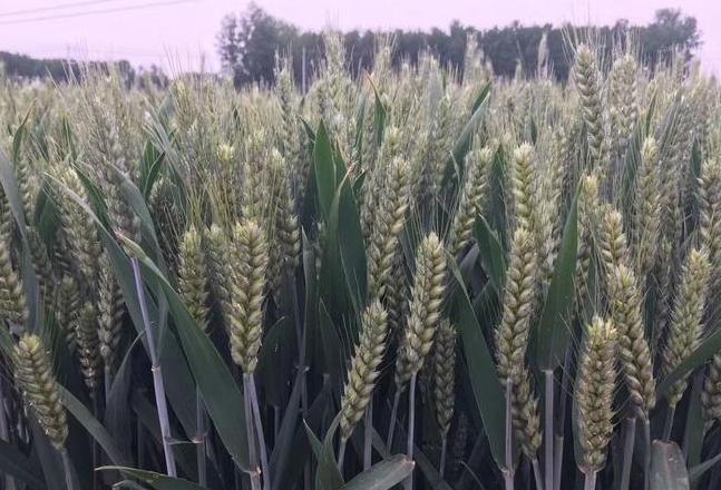 河北节水抗旱小麦品种推荐与种植指南