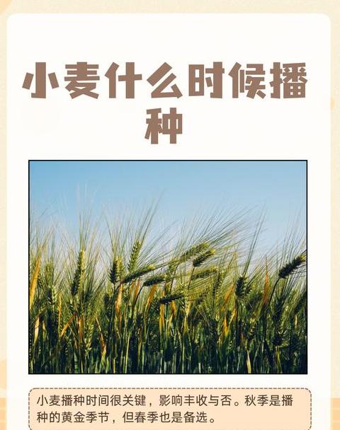 春小麦分布与生长周期详解