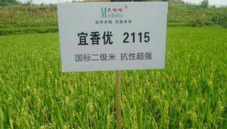 宜香2292稻种表现分析及种植推荐