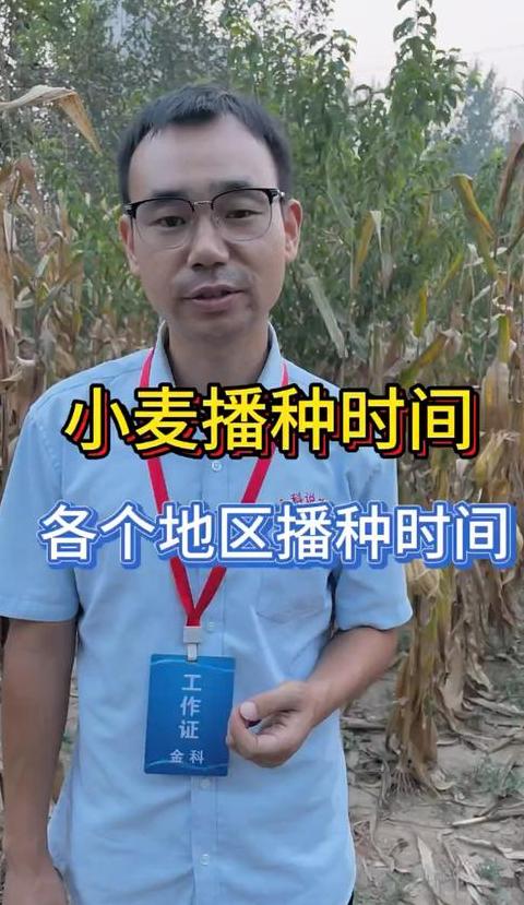 2024年河北冬小麦播种时间及要点