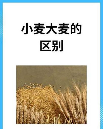 冬小麦与春小麦种植差异解析
