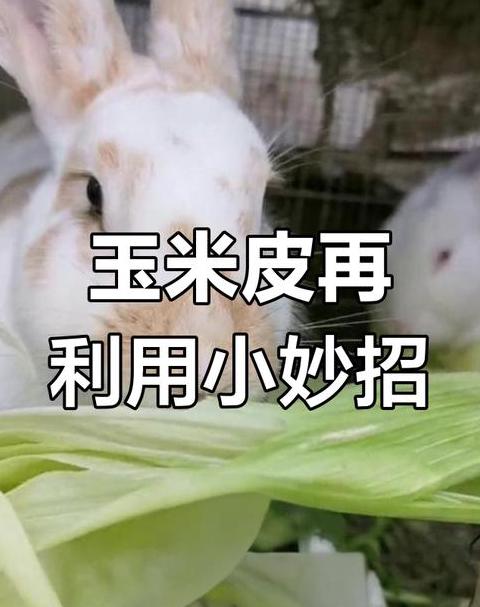 兔子吃不吃玉米叶子