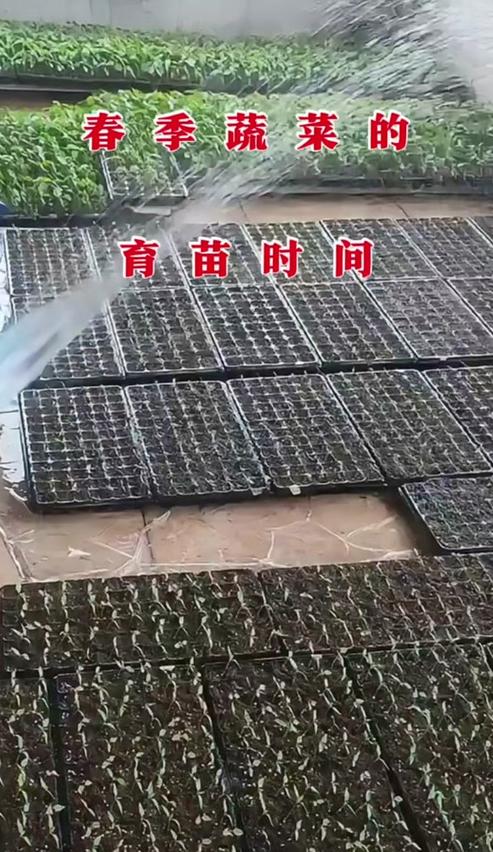广东蔬菜种植指南：四季蔬菜品种推荐