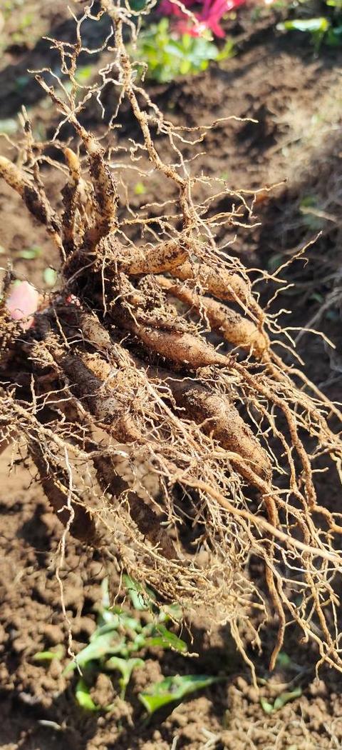 百部种植技术全解析：种植密度与收获时间