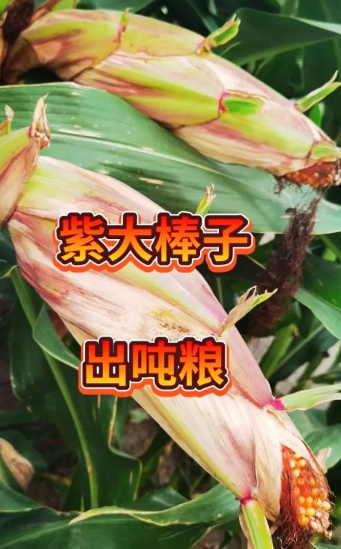 马铃薯种植全攻略：时间、方法与施肥技巧