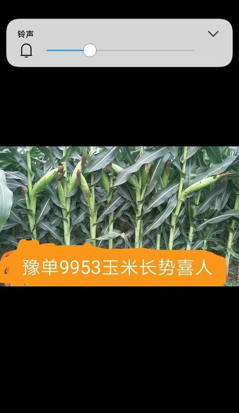 陕西玉米种子品种推荐大全