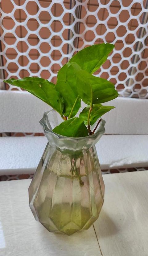 菊花水培教程：从准备到生根全解析
