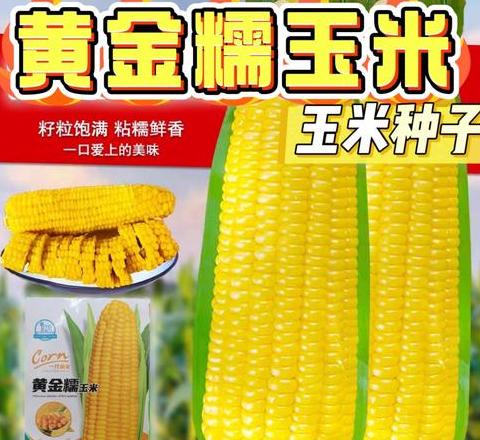 玉米种子：大粒还是小粒？选购指南