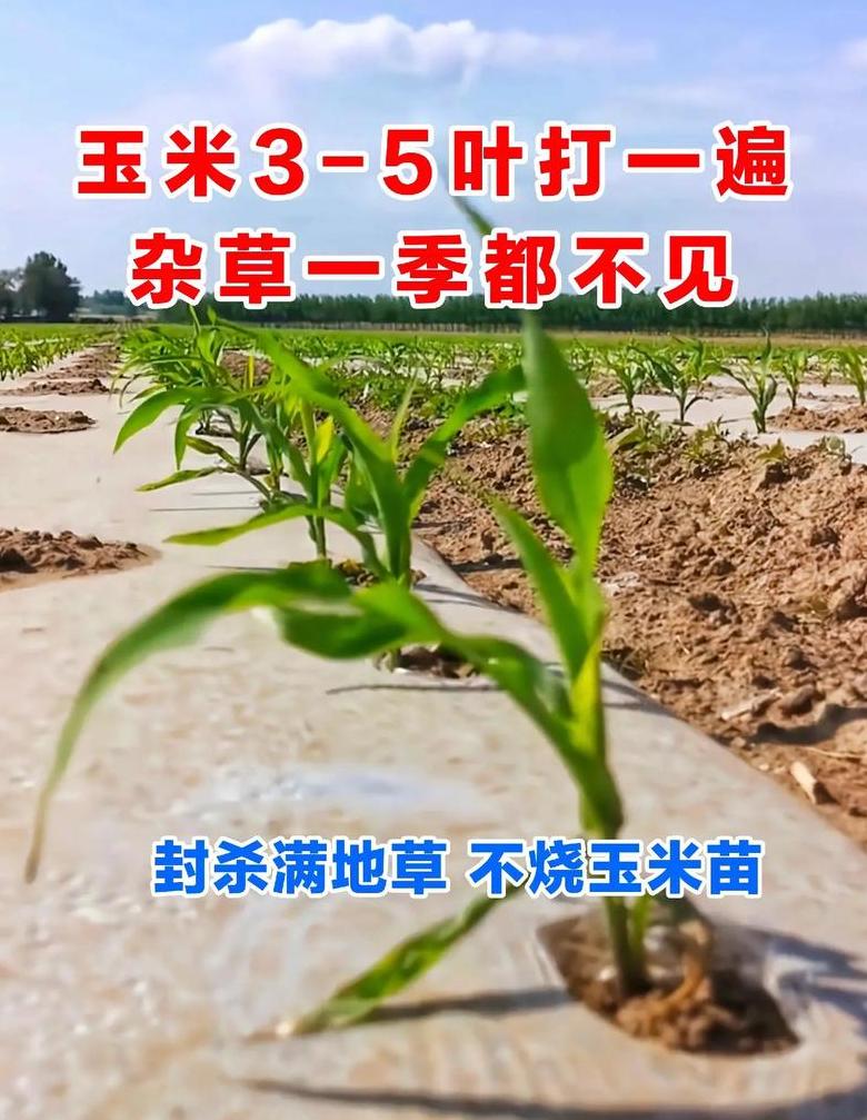 玉米种植技巧：坑内留苗与去苗全攻略