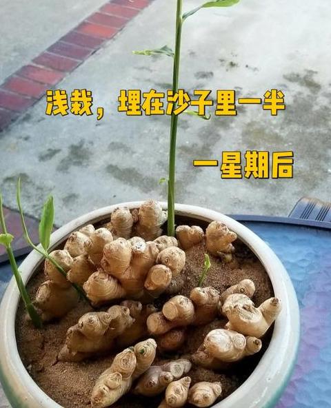 生姜盆栽种植全攻略：春种养护，美味随行