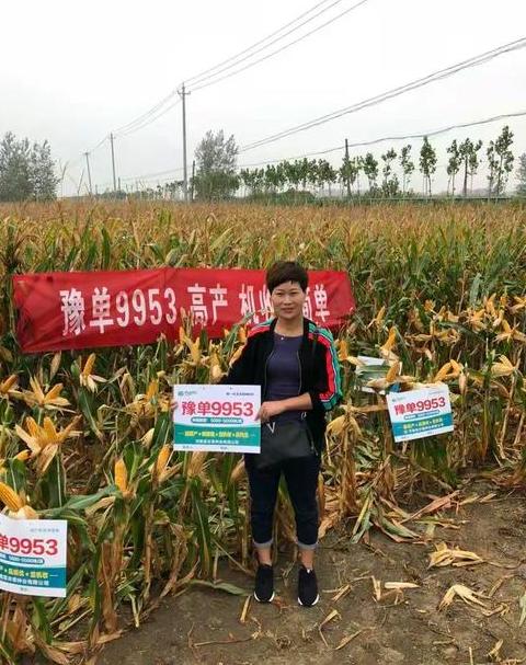 豫单9953玉米种：高产抗病，黄淮海地区种植首选