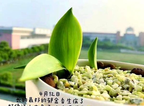 郁金香施肥时间与肥料选择全解析