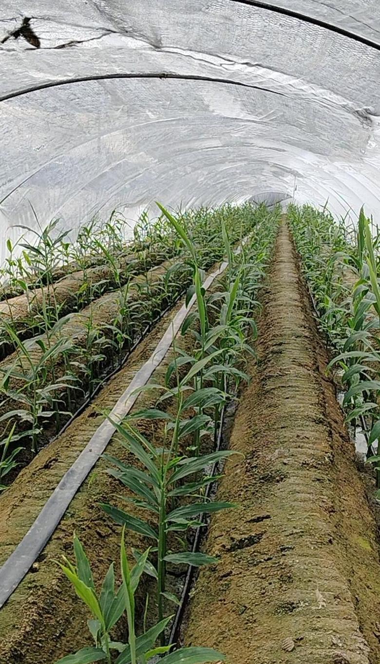 生姜种植土地选择与高产技巧