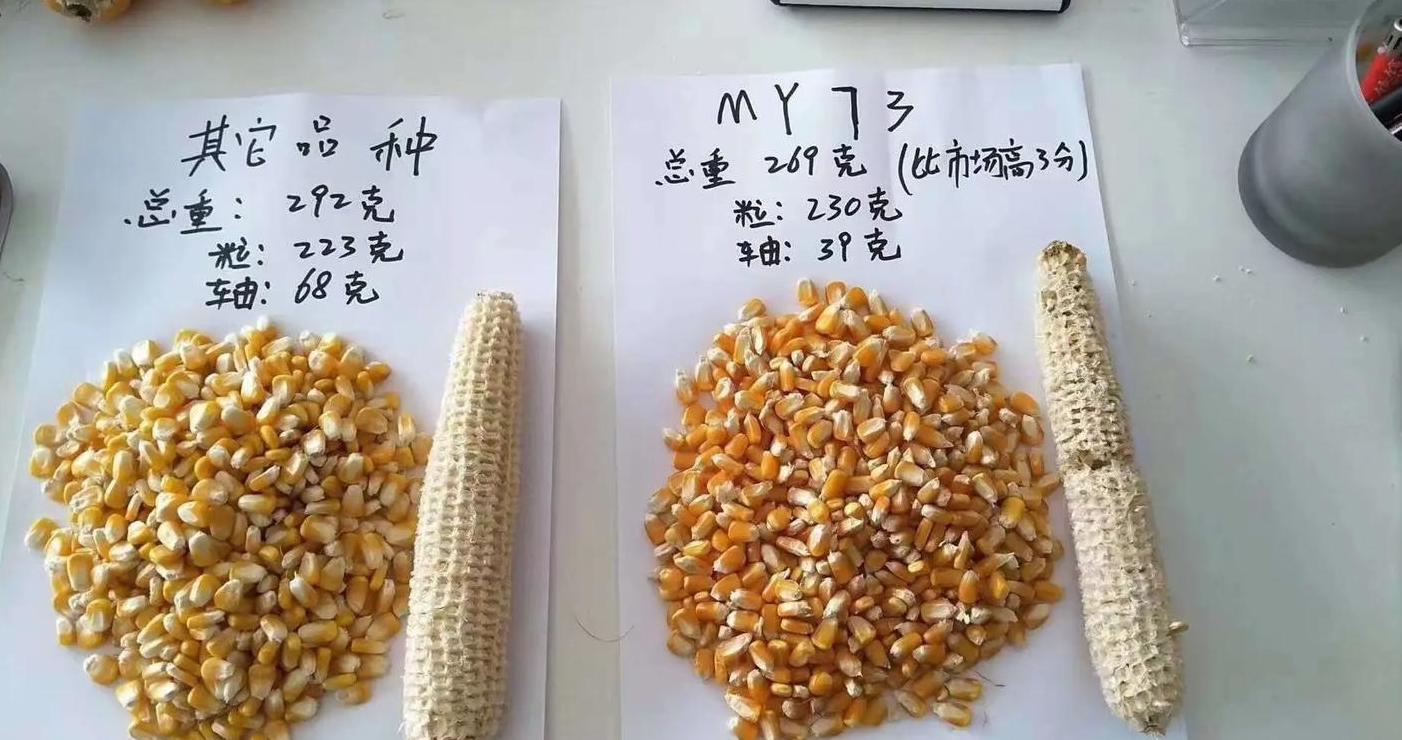 河南玉米收获时间及成熟期指南