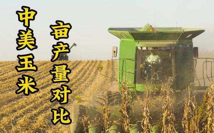 玉米亩产量影响因素及一般产量揭秘