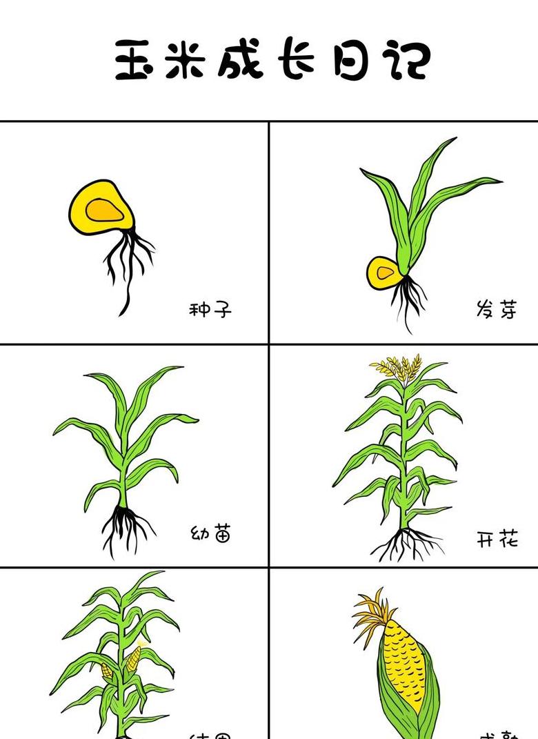 肃玉一号、中玉335与东单7号：优质玉米品种的培育与推广之路