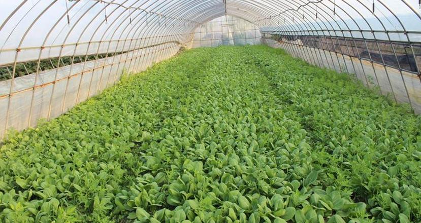 2024附近蔬菜种植基地批发