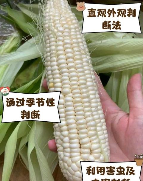 揭秘：粘玉米，非转基因还是转基因？
