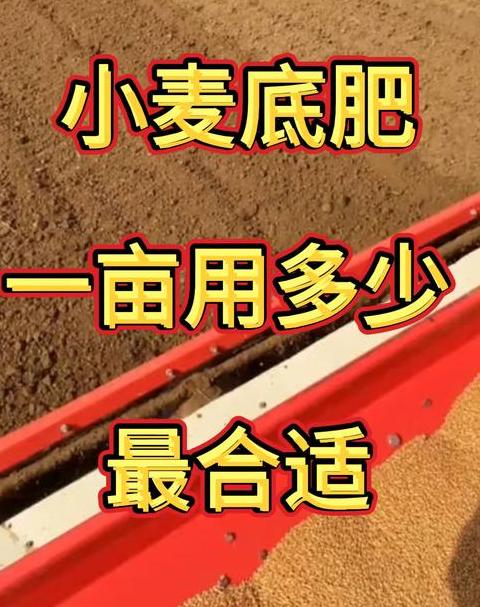 小麦种植：一亩地复合肥使用指南