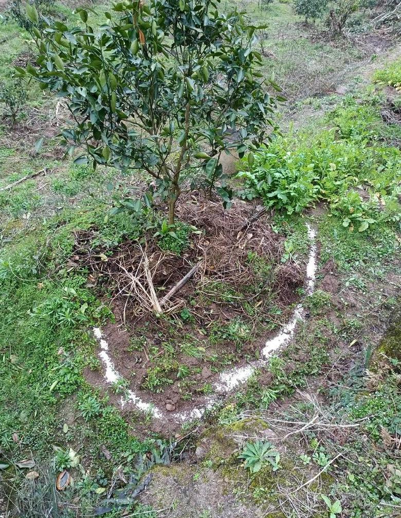 树木施肥时间指南