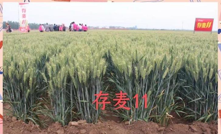联邦2号小麦品种解析及种植要点