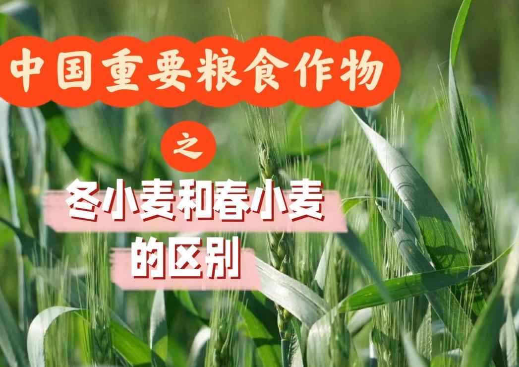 新疆小麦种植与收获时间详解
