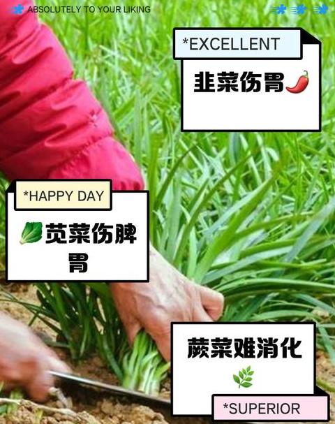 蔬菜施肥时间与安全食用指南