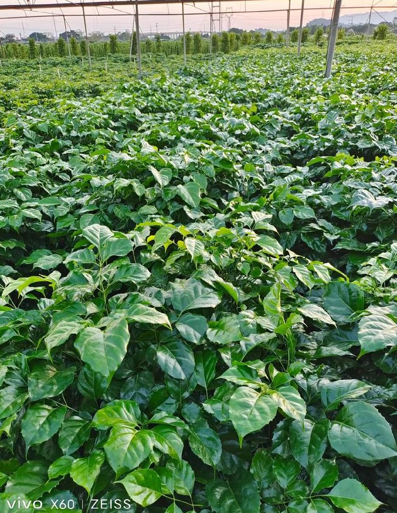 幸福树种植与栽培技巧分享