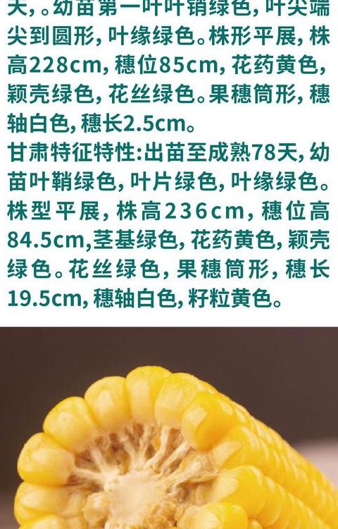 新玉668玉米种子简介