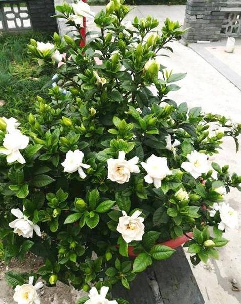适合庭院种植的花卉有哪些
