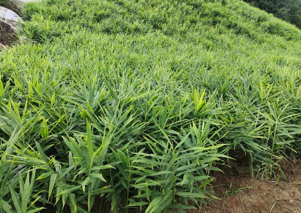 生姜种植与收获时间全解析