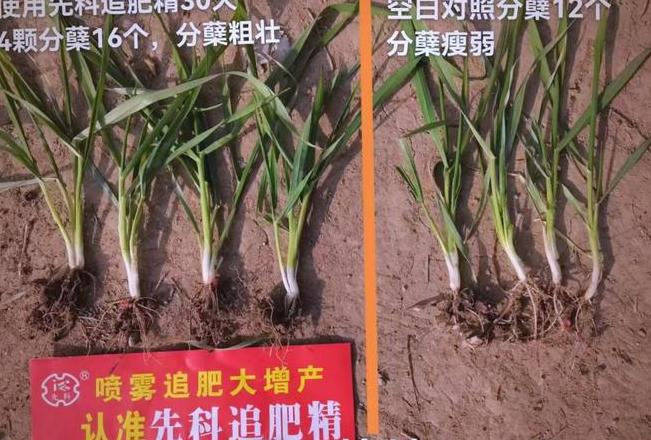 麦子施肥攻略：关键时期与方法详解