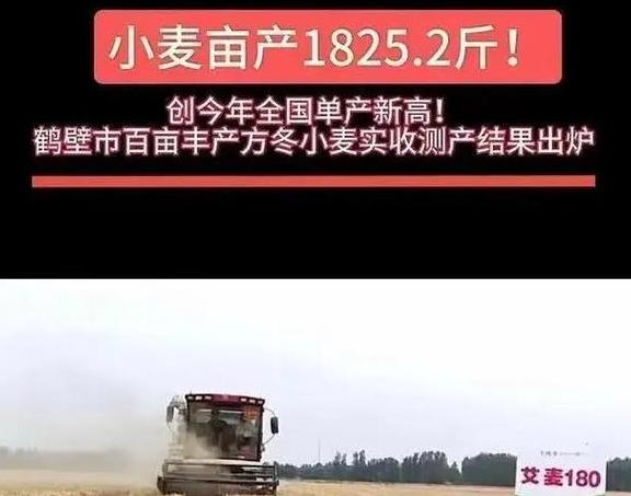 小麦亩产量一览了解平均亩产水平