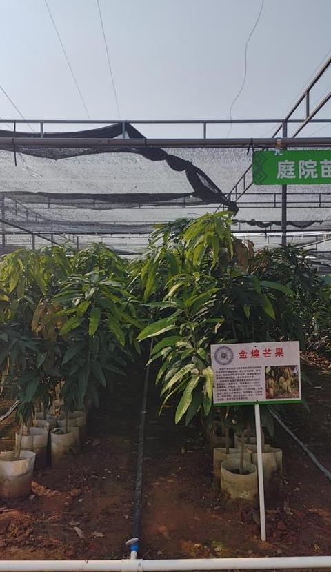 桂林农科院苗圃果树苗品种及北京林业科研所成果解析