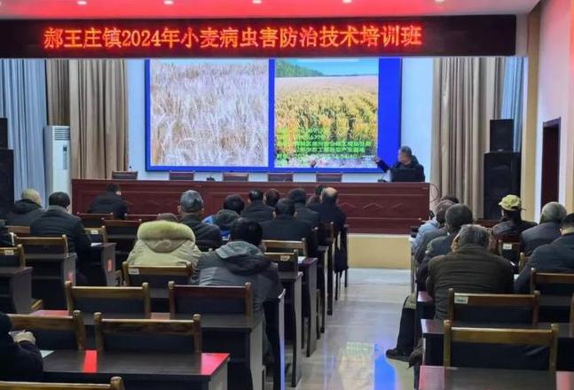 小麦种植技巧：实现高产的关键要素