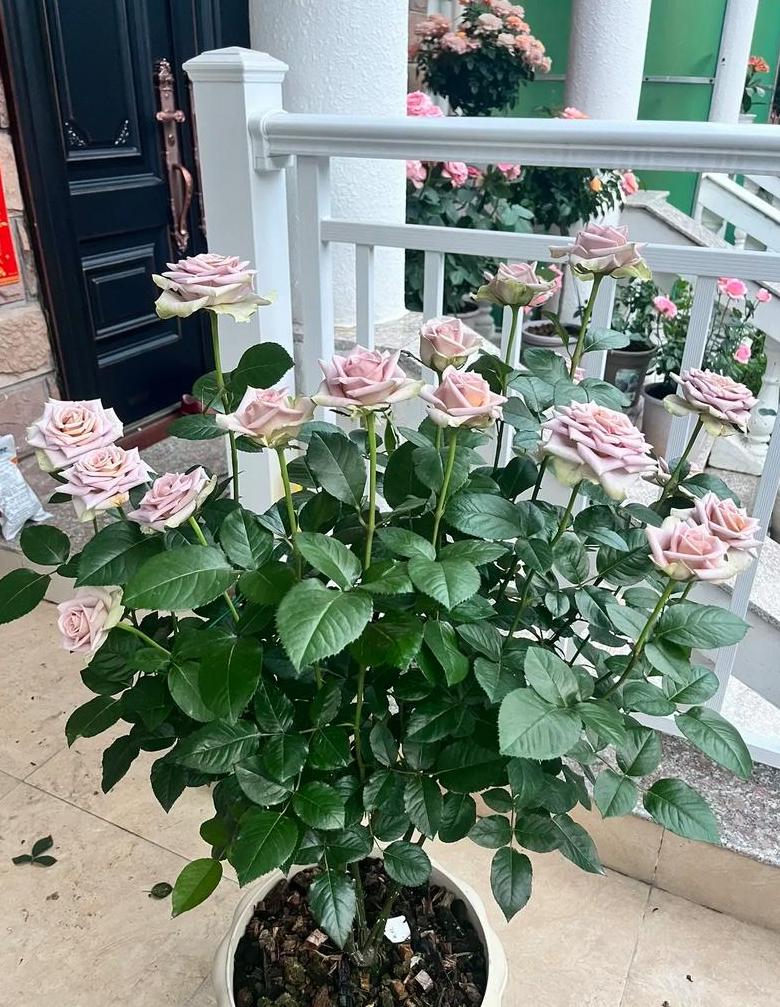 月季花养殖攻略：掌握关键要点助您养出美丽花朵