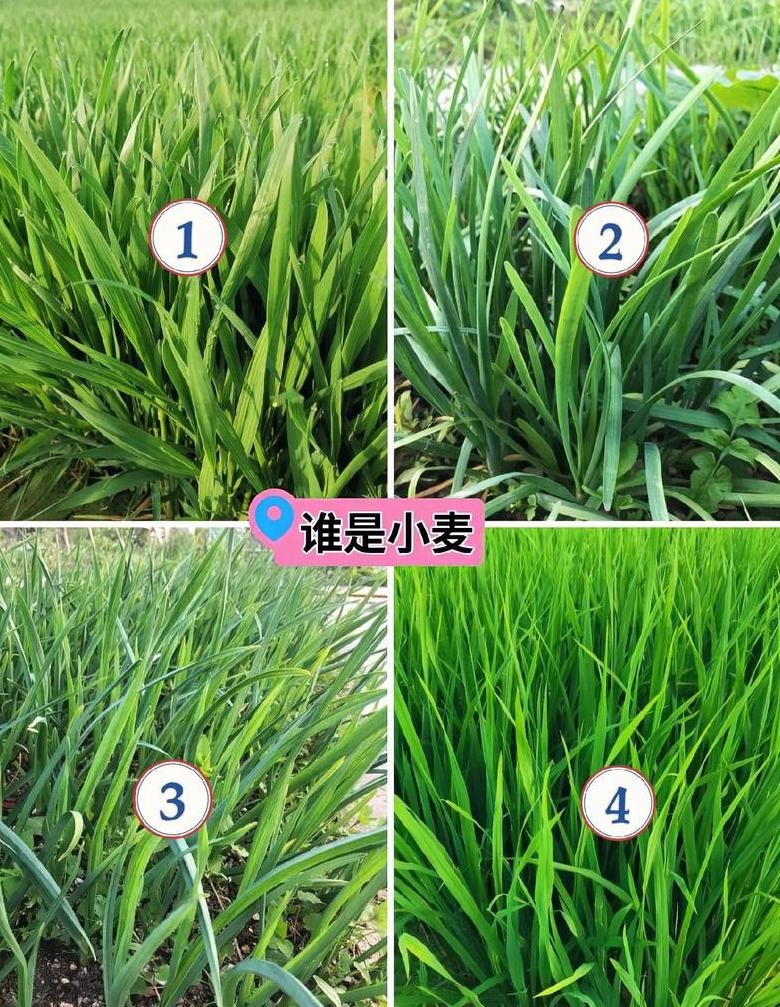 小麦与水稻种植差异解析