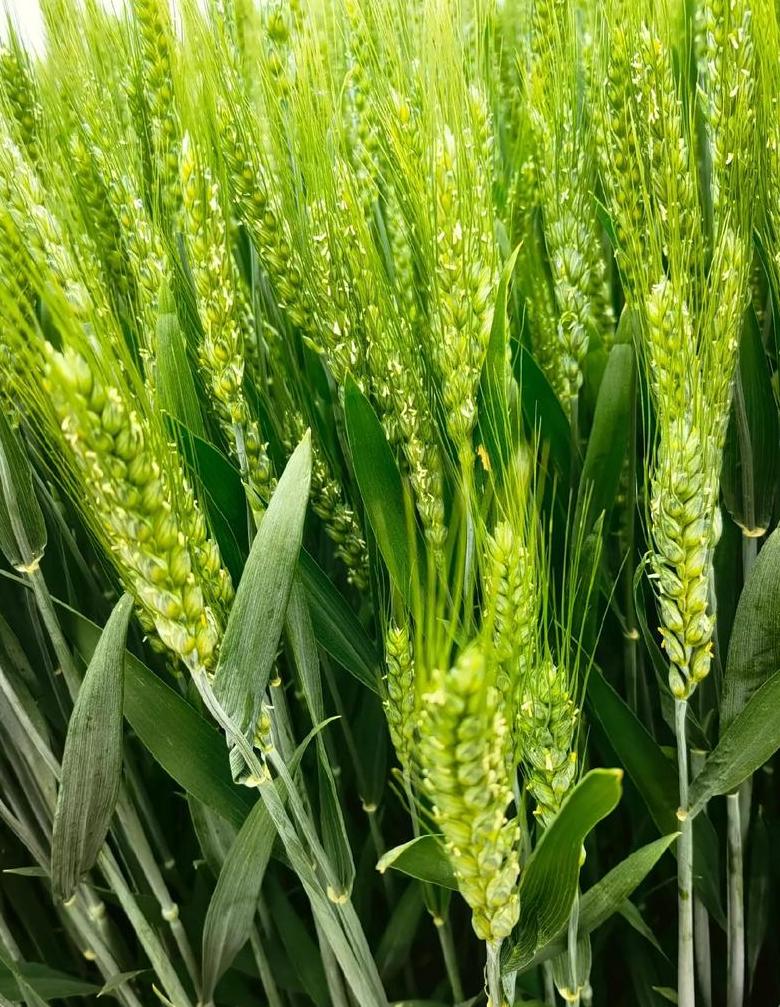 小麦抽穗后扬花时间及养护要点