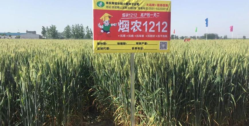 河北小麦品种盘点：高产优质品种推荐