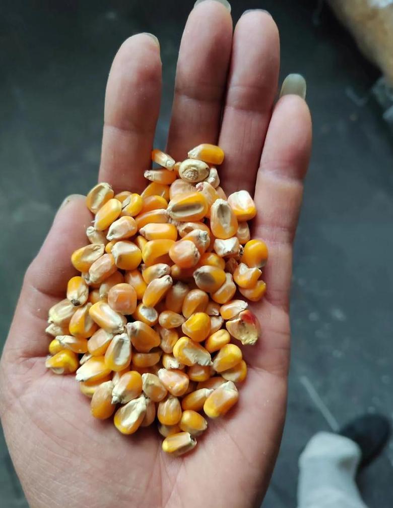 2024年玉米大豆种植指南