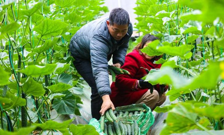 冬季蔬菜种植指南：适合寒冷季节的品种推荐