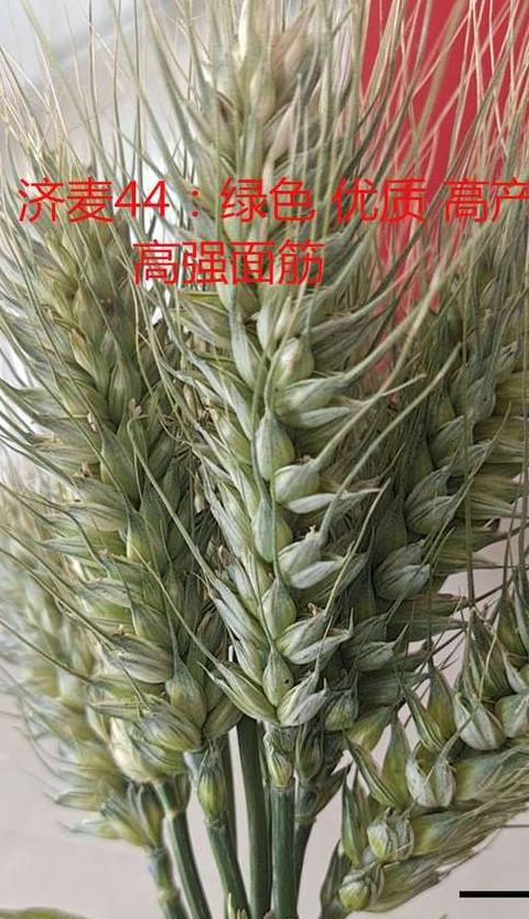 山东优质小麦种子品种盘点