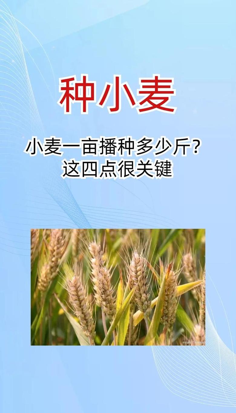小麦施肥指南：一亩地需多少复合肥？