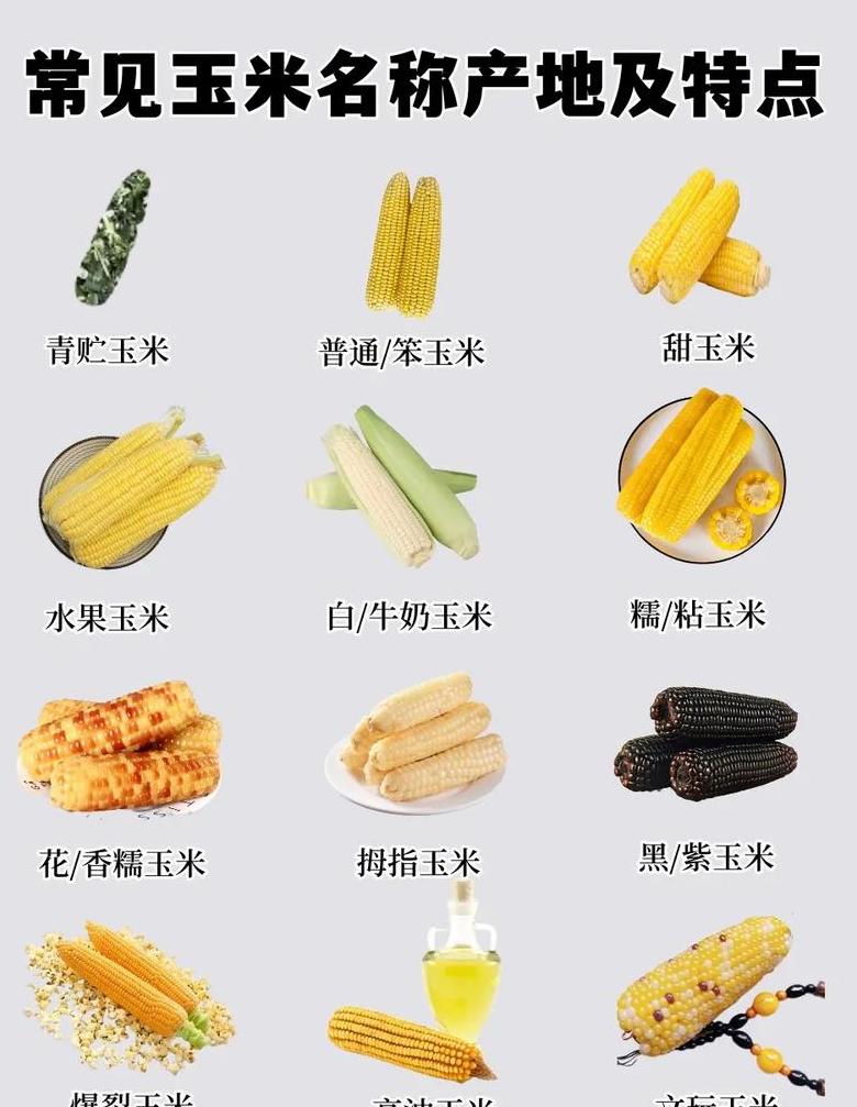 玉米种植季节与供应揭秘