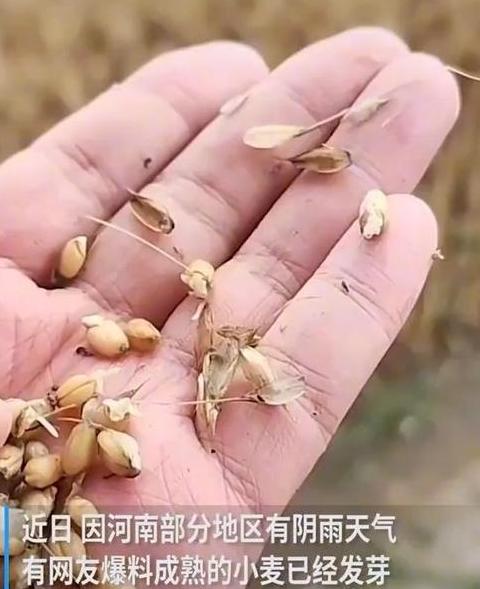 南阳小麦成熟与种植时间指南
