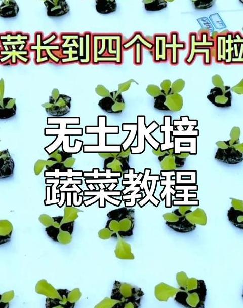水培蔬菜种植全攻略：轻松掌握家庭阳台种植技巧