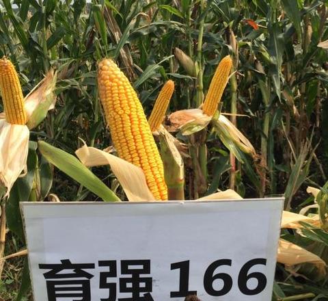 玉米种子问题如何解决？选购指南与投诉途径