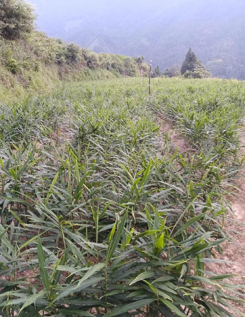 生姜种植技巧与最佳种植时间解析