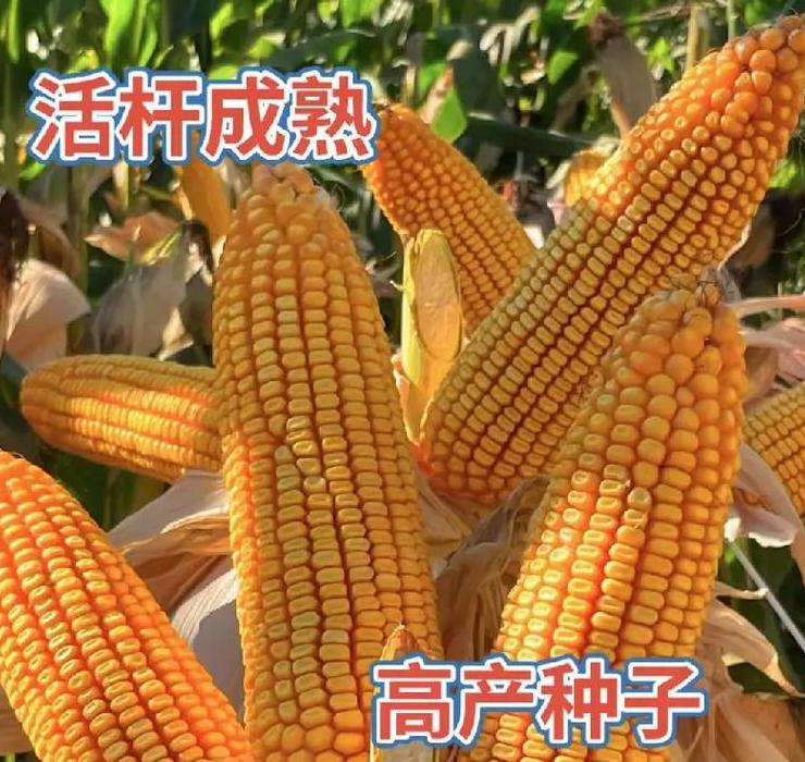 河南玉米成熟与收割时间详解